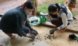 Đổ xô săn đỉa bán sang TQ, người dân cũng "chẳng hiểu họ làm gì"