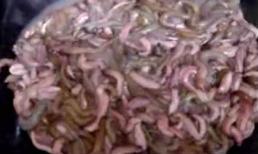 Chế biến 'giun' rợn người chỉ có tại Việt Nam