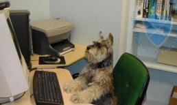 Những "chiêu cười độc" của cộng đồng (P67)