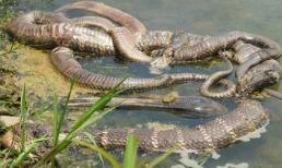 Sự thực về lá trầu vàng và rắn chết nơi đền thiêng