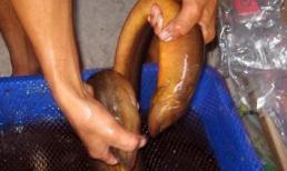 Về U Minh Hạ, xem cặp lươn khổng lồ