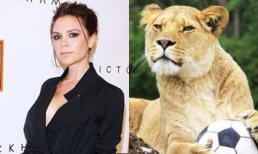 Khi sao 'đụng nhan sắc' với động vật (P2)