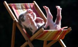 Hình ảnh chống nóng ngộ nghĩnh của động vật