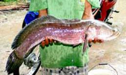 Bắt được cá lóc "khủng" 5,1kg rượt cắn vịt