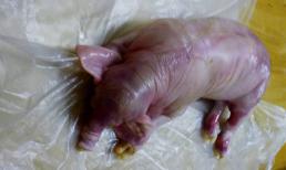 Kỳ lạ heo đẻ ra... voi