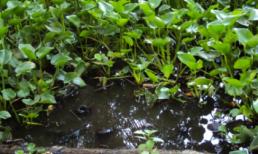 Mẹ trẻ vô tâm giết con thơ vì câu nói dửng dưng của chồng