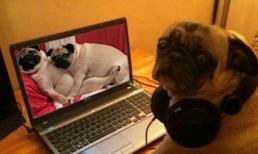 Những "chiêu cười độc" của cộng đồng (P77)