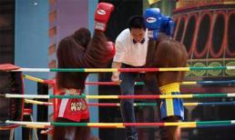 "Boxing" với đười ươi