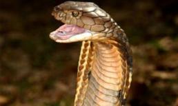 Rắn hổ chúa 3m tấn công liên tiếp vào nhà người bắt rắn