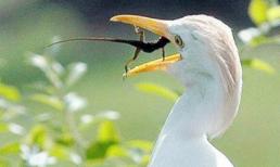 Sức mạnh phi thường!