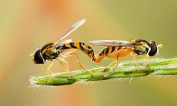 Zoom cận cảnh những loài vật nhỏ tuyệt đẹp (P4) 