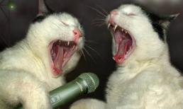 Video clip hài hước về mèo