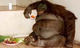 Những con vật béo nhất thế giới