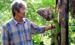 Kỳ lạ cây chuối trổ buồng từ thân
