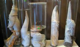 Top 10 bảo tàng kỳ lạ nhất Thế giới