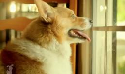 Chú cún cover ca khúc hit 'Call Me Maybe'