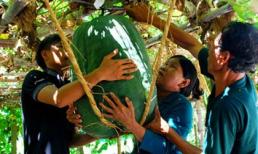 Bí đao khổng lồ ở Việt Nam