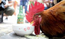 Gà trống biết… uống bia, hút thuốc, trông trẻ