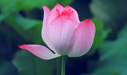 Ngắm vẻ đẹp mê đắm của những đóa sen chớm nở