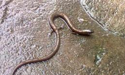 "Rắn có chân" xuất hiện trong bệnh viện