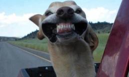 Những "chiêu cười độc" của cộng đồng (P96)