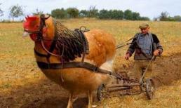 Những "chiêu cười độc" của cộng đồng (P99)