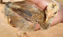 Gà 4 chân, 3 cánh, 2 phao câu