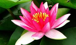 Ngắm hoa súng đẹp toả sắc nổi bật trong nắng hè