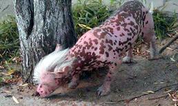 Ứng cử viên "Chó xấu nhất thế giới"