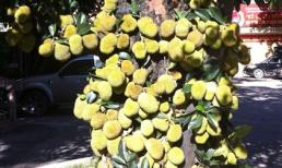 Cây mít chit chít hàng nghìn quả