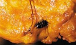 Đang ăn gà, lòi ra nguyên con... gián chết