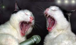 Những khoảng khắc "cười ngủ" của động vật (P4)