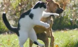 Những khoảng khắc "cười ngủ" của động vật (P5)