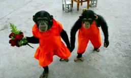 Những khoảng khắc "cười ngủ" của động vật (P6)