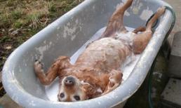 Những khoảng khắc "cười ngủ" của động vật (P7)