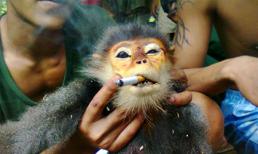 Kẻ giết khỉ khoe facebook từng ăn chơi l&#234;u lổng