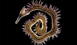 Những ‘kỳ quan sống’ dưới kính hiển vi