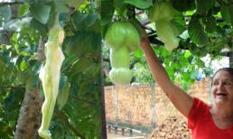 Ngắm những củ, quả 'bậy' đến đỏ mặt