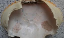 Mai cua có hình thiếu nữ, cả làng không dám ăn?