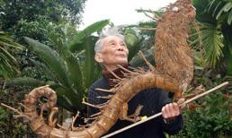 Những con rồng độc ở Việt Nam