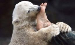 Những khoảnh khắc "cười ngủ" của động vật (P9)