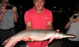 Bắt được cá hình dạng kỳ lạ, dài gần 1 mét ngay thành phố