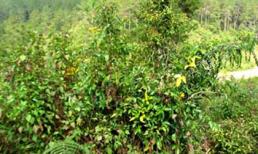 Giết chồng và 2 bạn chồng bằng lá ngón