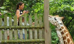 Suri hào hứng cho hươu ăn tại vườn thú