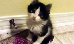 Mèo 2 chân gây “sốt” mạng