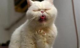 Những "chiêu cười độc" của cộng đồng (P103)