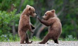 Những khoảng khắc "cười ngủ" của động vật (P2)