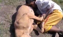 Sốc với video cậu bé bú sữa… chó vì quá đói