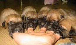 Những khoảng khắc "cười ngủ" của động vật (P3)