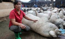 Sét đánh... 53 con lợn cùng lăn ra chết